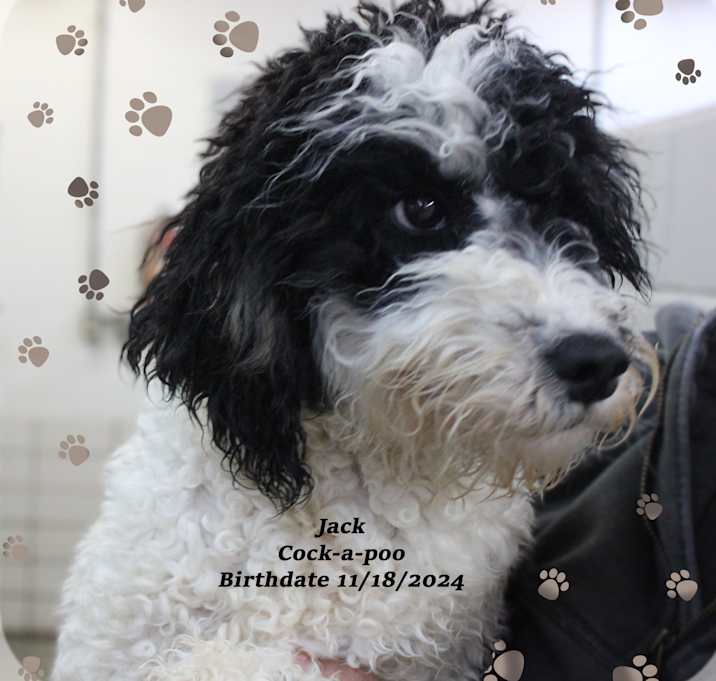 Photo of Jack