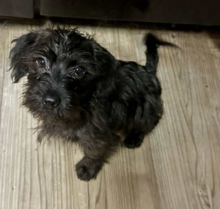 Photo of Harley puppy