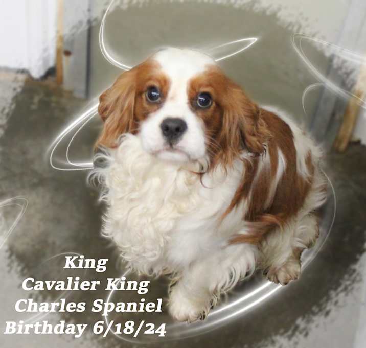 Photo of King