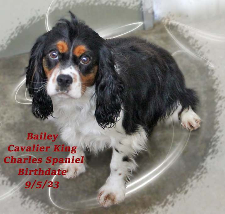 Photo of Bailey