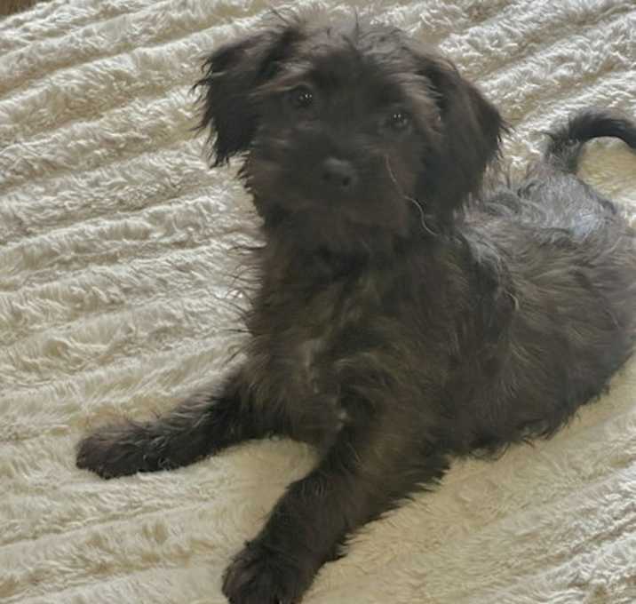 Photo of Marley Puppy