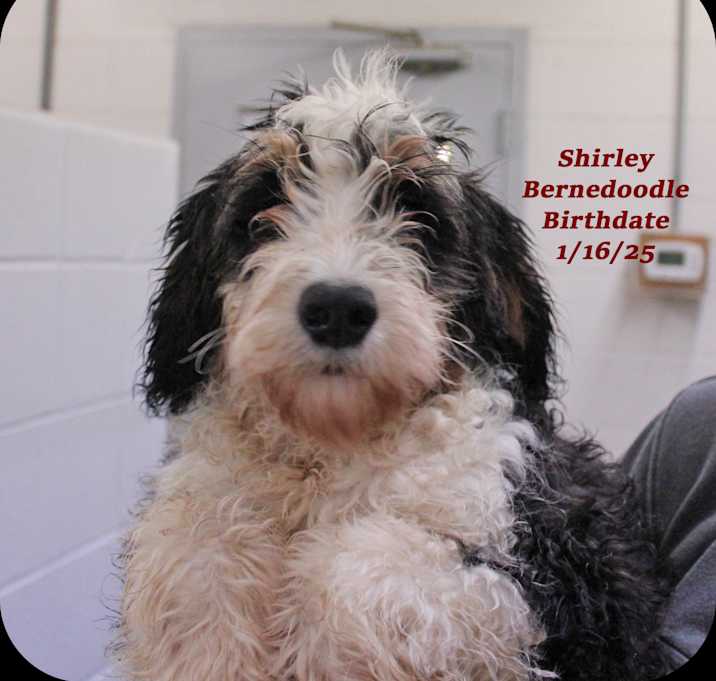 Photo of Shirley