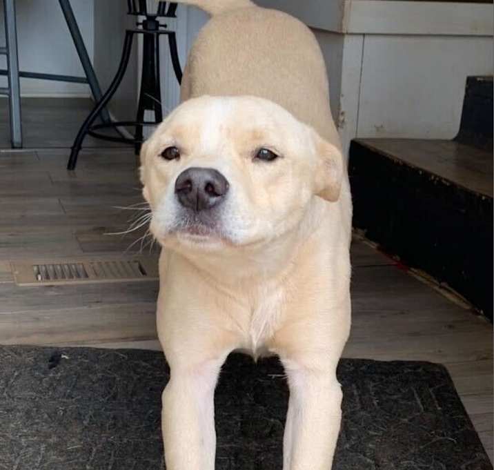 Photo of Shadow