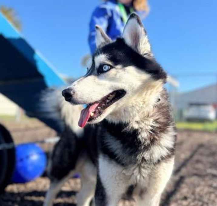 Photo of Lobo A432085