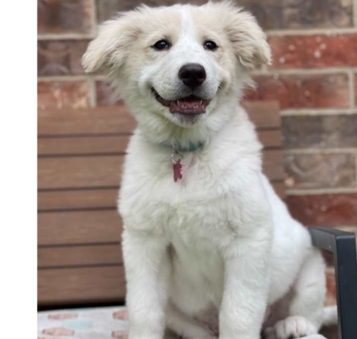Photo of Luna