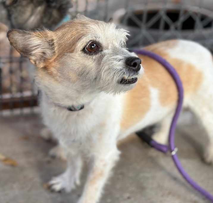 Photo of Ginger