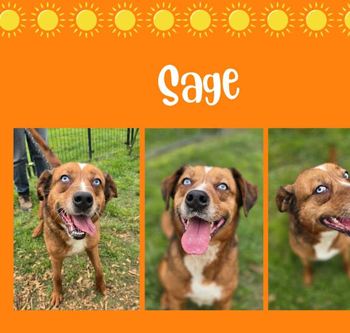 Photo of Sage