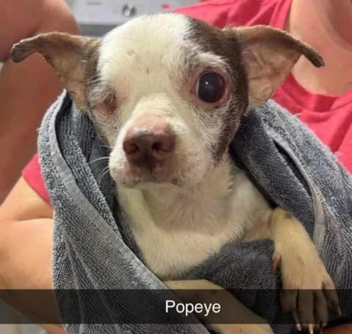 Photo of Popeye