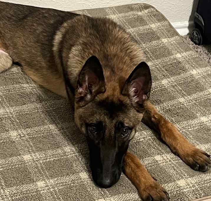 Photo of Ginger