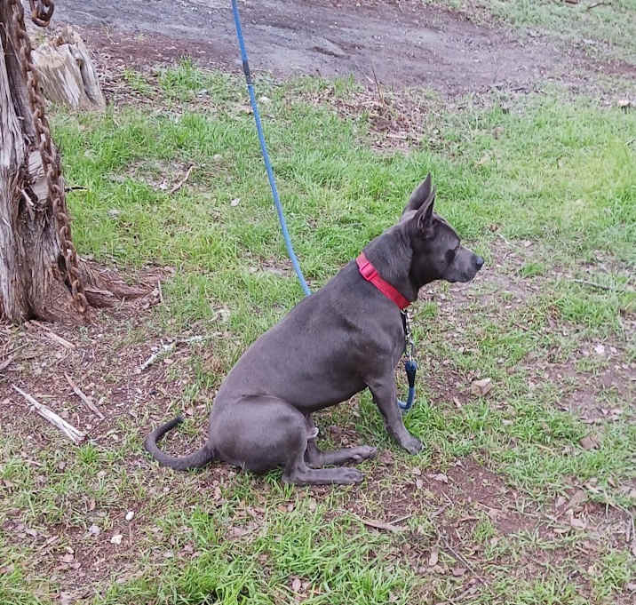 Photo of Smokey