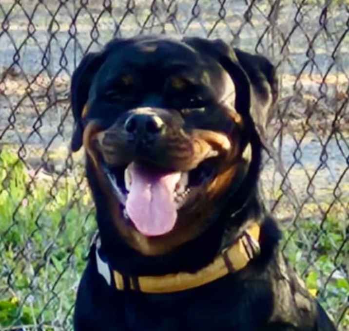 Photo of Bear
