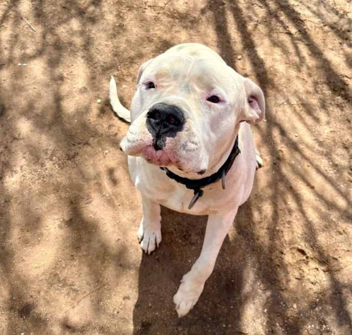 Photo of Ghost