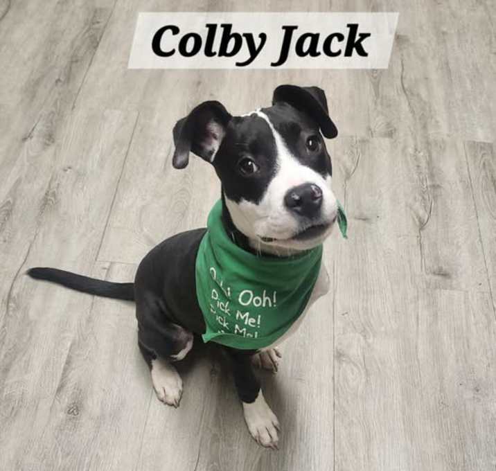 Photo of Colby Jack