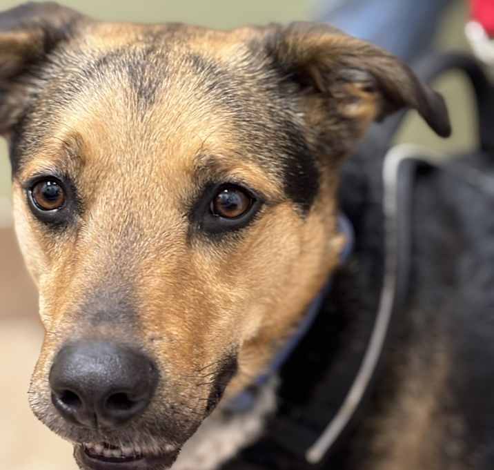 Photo of Bentley