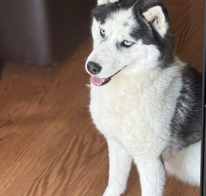 Photo of Loki