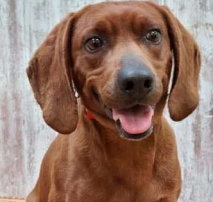 Photo of Finch