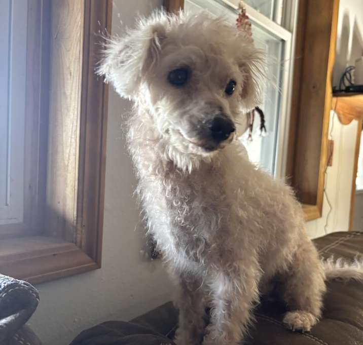 Photo of Sugar Pie