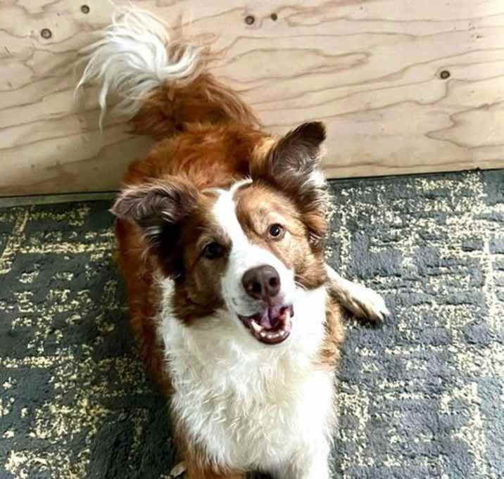 Photo of Rue (Courtesy Post)