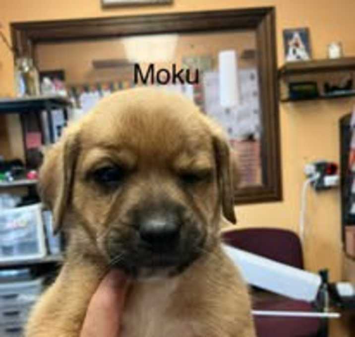 Photo of Moku