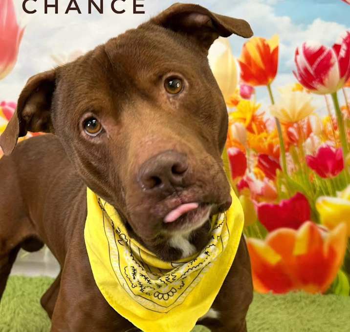 Photo of Chance
