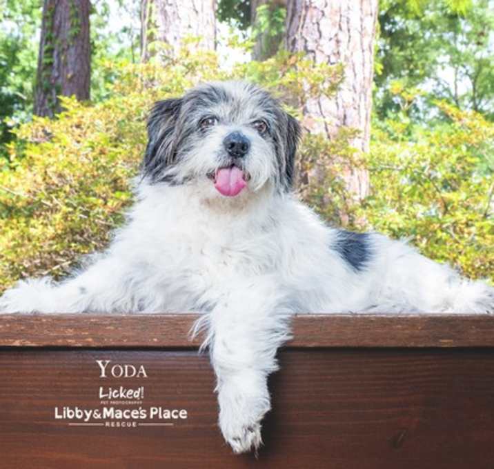 Photo of Yoda