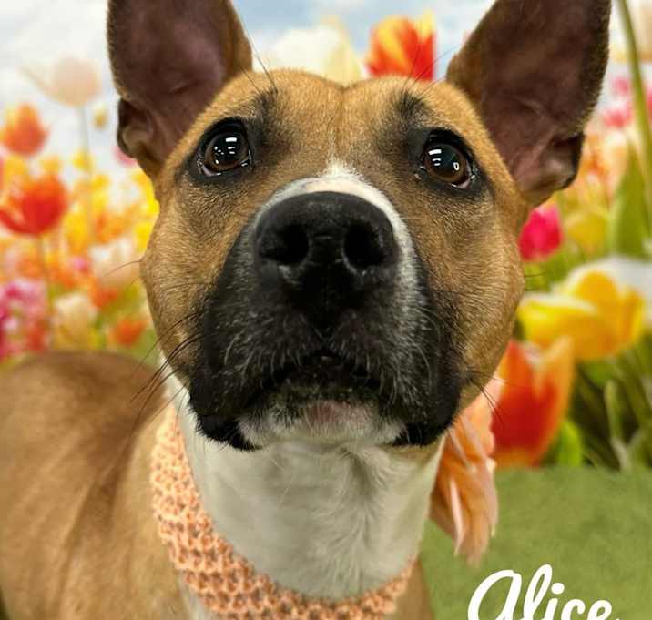 Photo of Alice