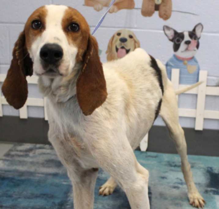 Photo of Bumble URGENTLY NEEDS HELP!
