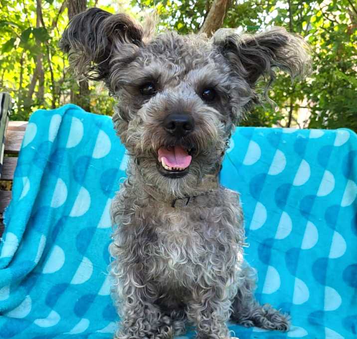 Photo of Henry