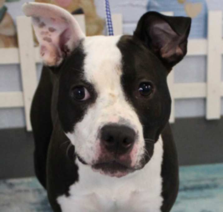 Photo of Gypsy URGENT GIRL NEEDS HELP!
