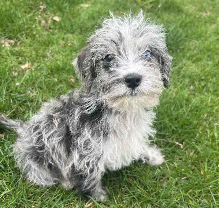Photo of ADOPTION PENDING Tobasco