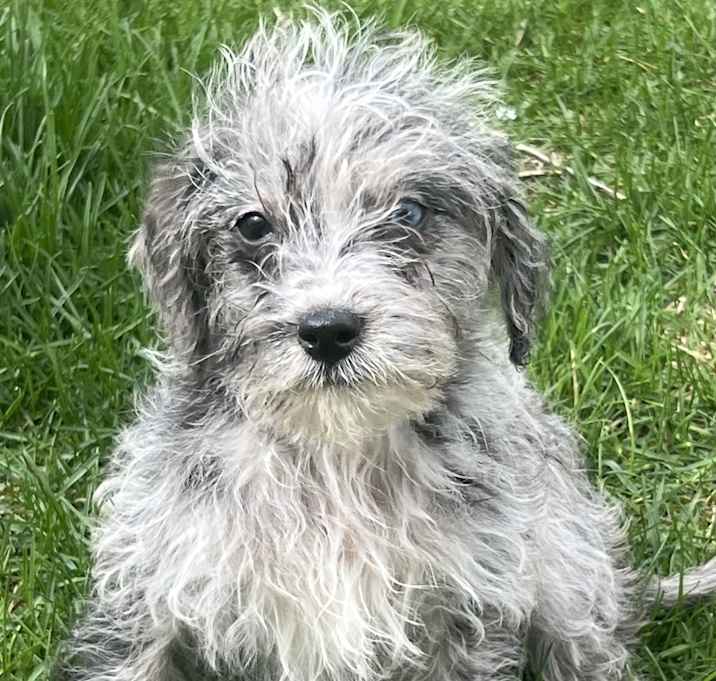 Photo of ADOPTION PENDING Tobasco