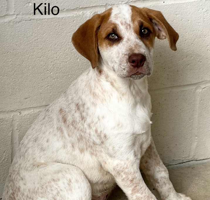 Photo of Kilo 5290