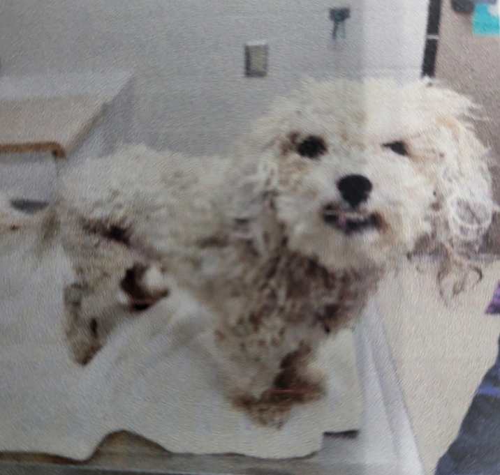 Photo of LINT BALL