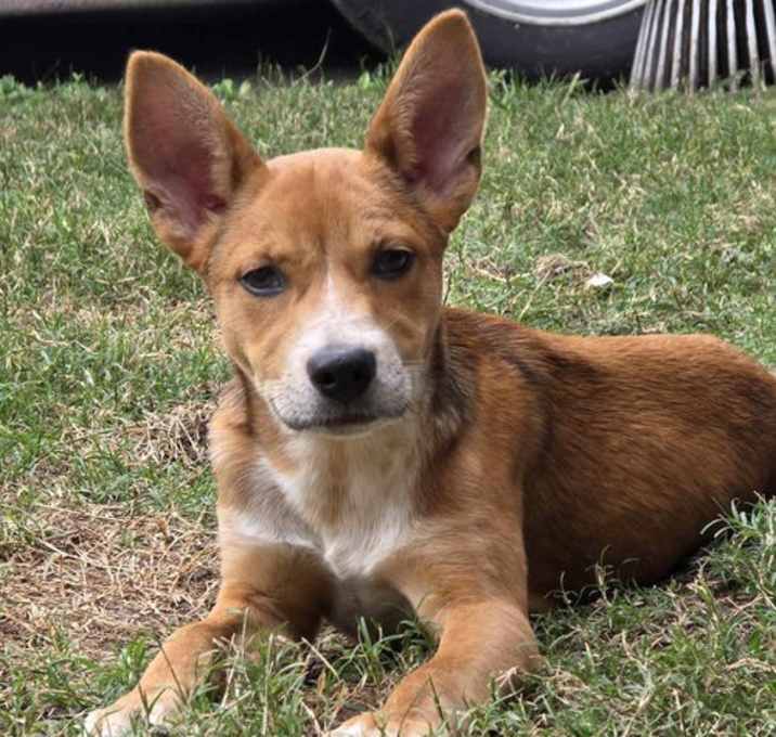 Photo of Buster (Courtesy)