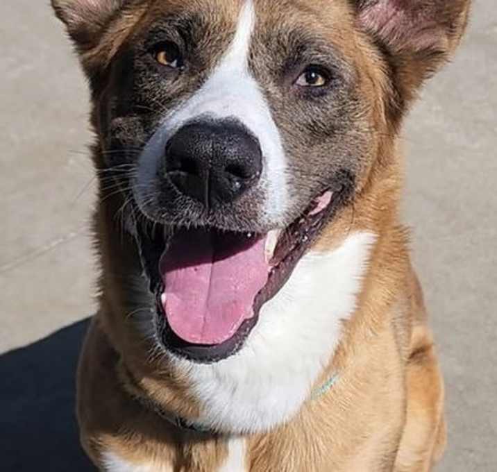 Photo of Scout