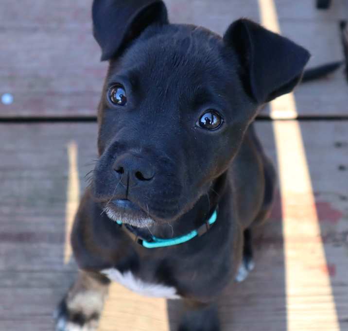 Photo of Jett
