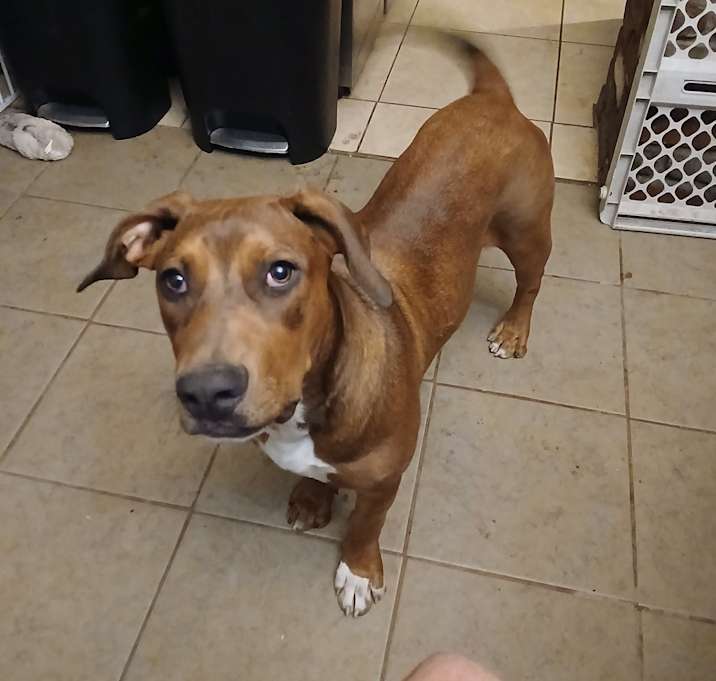 Photo of Buttercup