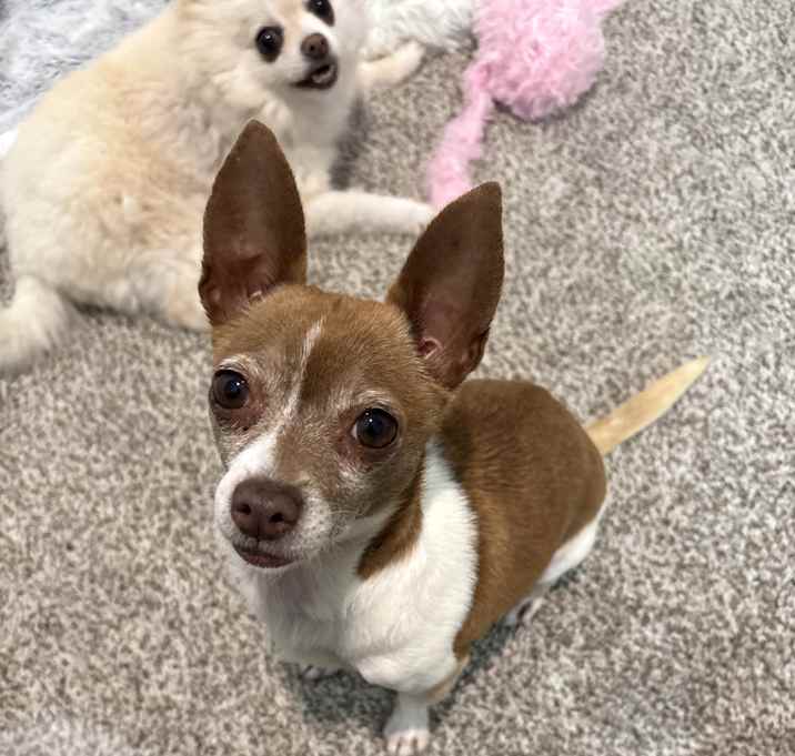 Photo of Pixie