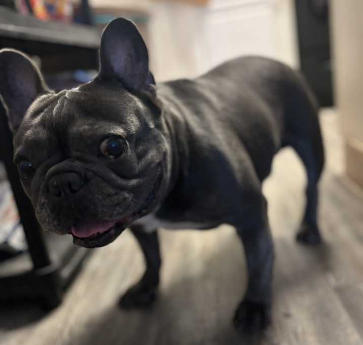 Photo of Frenzo
