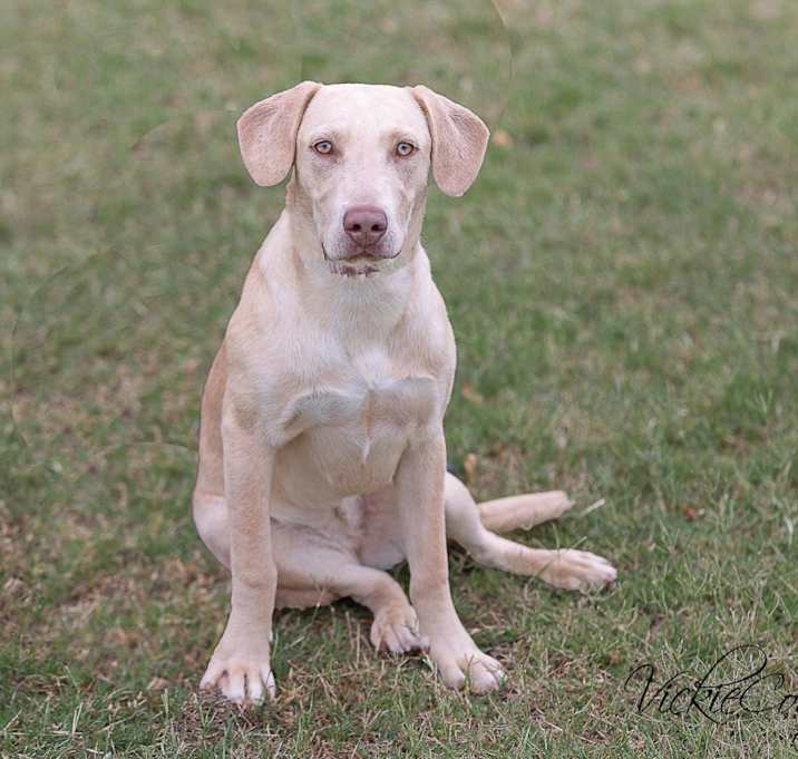 Photo of Petunia