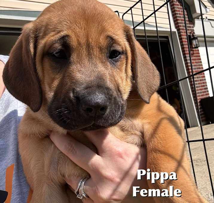 Photo of Pippa