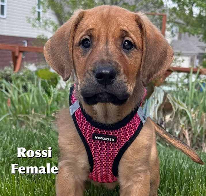 Photo of Rossi