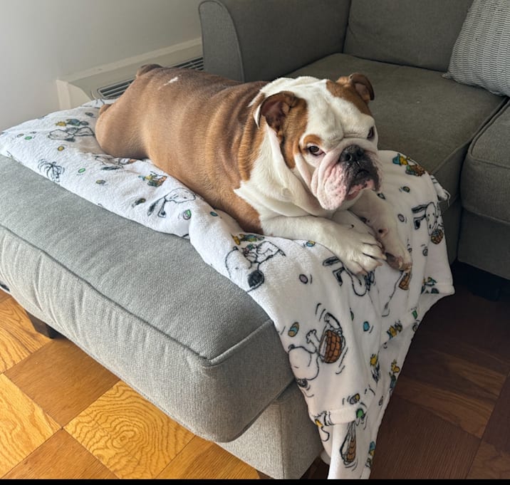 Photo of Ollie
