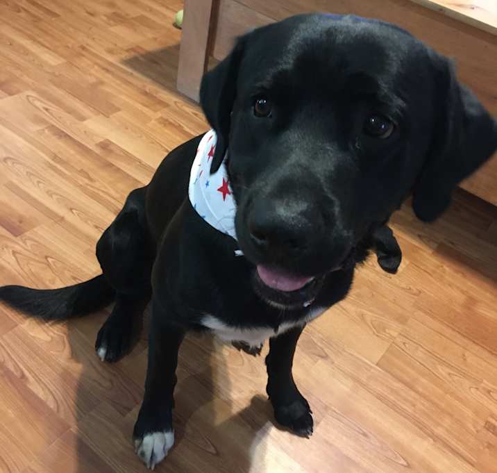 Photo of Rowdy
