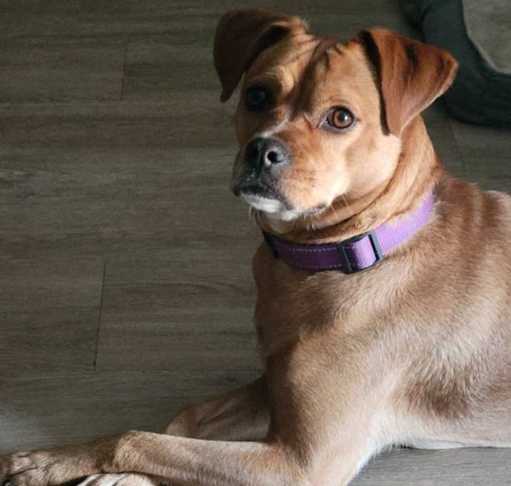 Photo of Olive