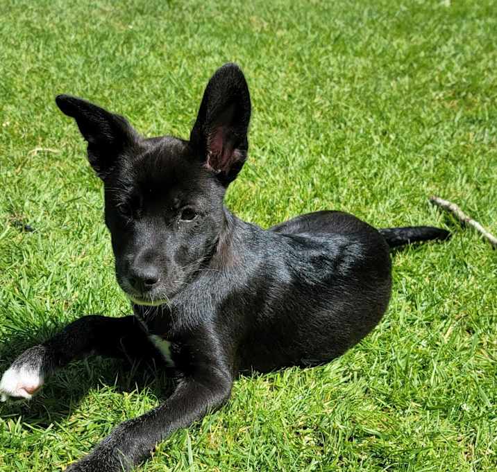 Photo of Polenta The Fun Girl