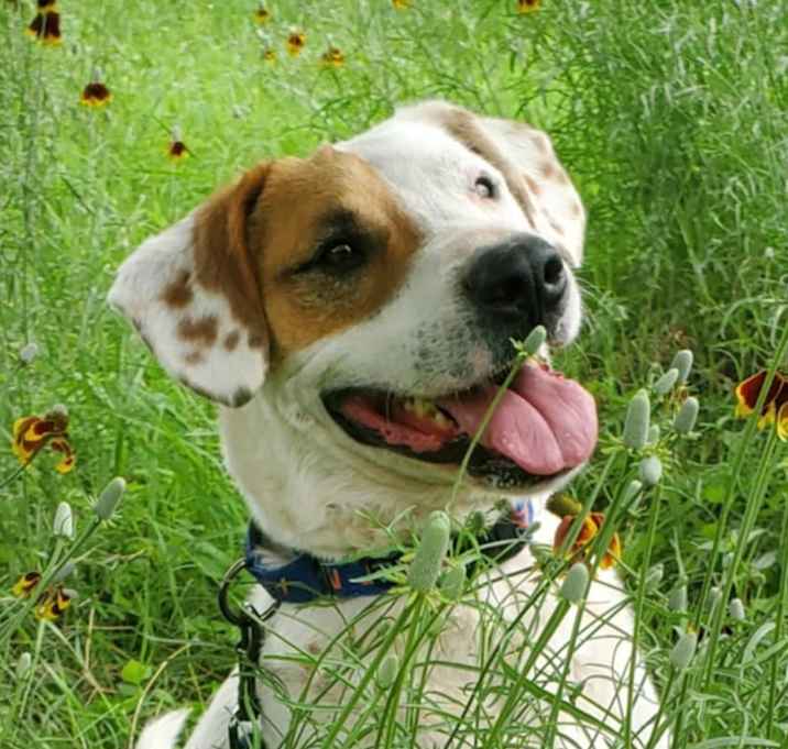 Photo of Wishbone JuM