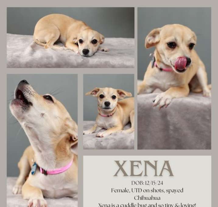 Photo of Xena
