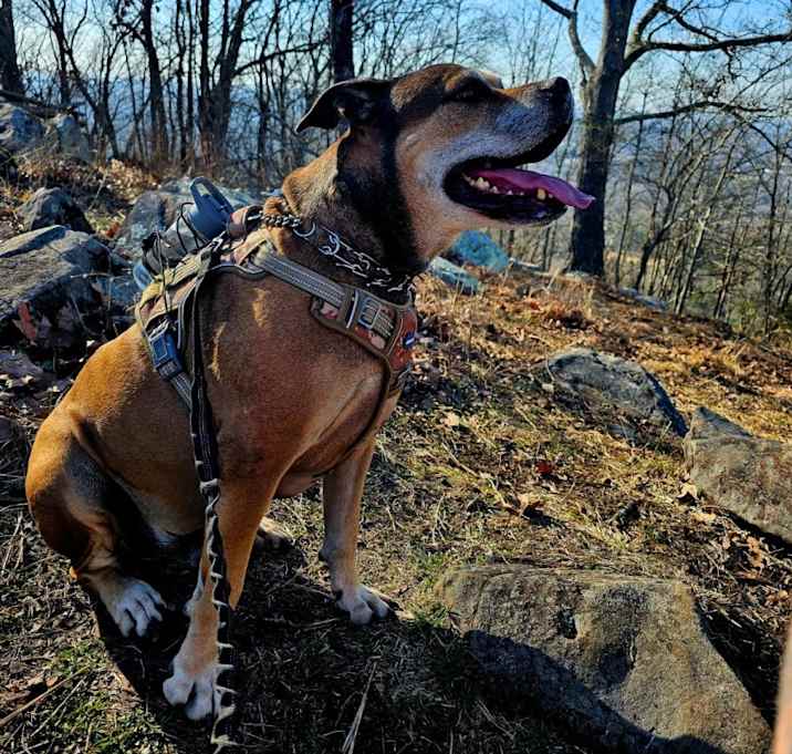 Photo of Freki