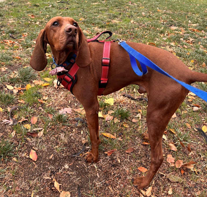 Photo of Copper